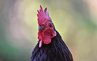 Bantam Rooster